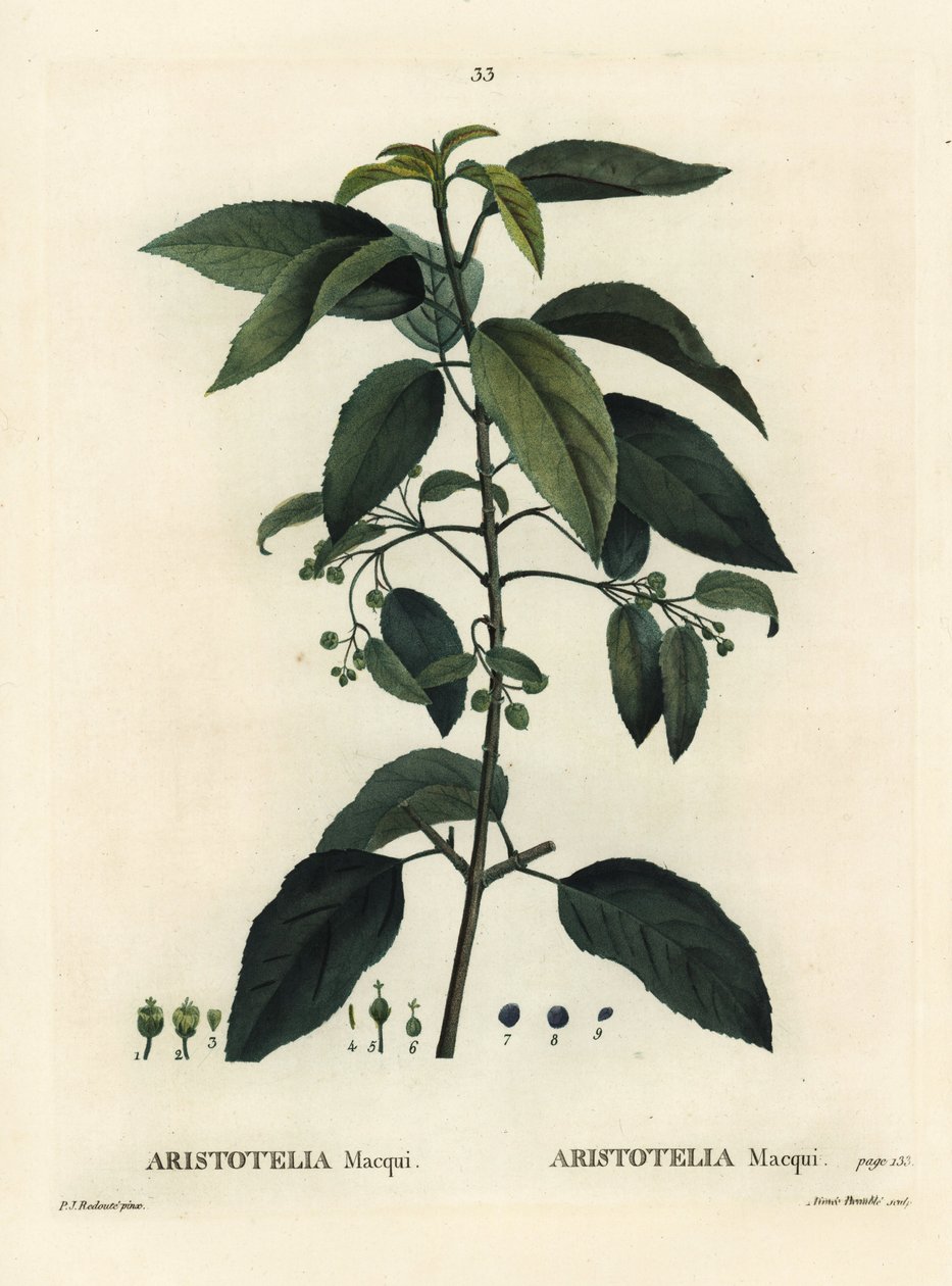 Maqui eller chilensk vinbær, Aristotelia chilensis (Aristotelia macqui). Håndfarvet stipplegravering af Aimee efter en illustration af Pierre-Joseph Redoute fra Henri Louis Duhamel du Moncels Treat des Arbres et Shrustes, Paris af Pierre Joseph Redouté