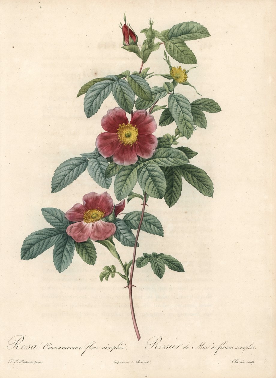 Maj rose eller rose kanel en simpel blomst - Eau forte af Charlin, fra en illustration af Pierre Joseph Redoute (1759-1840), fra Les Roses af Pierre Joseph Redouté