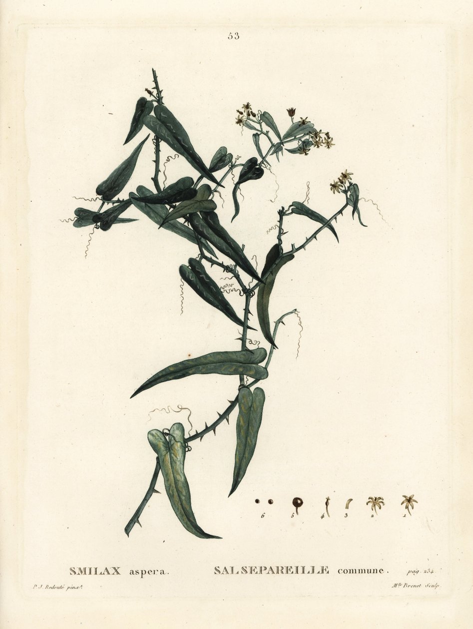 Middelhavs smilax, Smilax aspera. Håndfarvet stipplegravering af Miss Brenet efter en illustration af Pierre-Joseph Redoute fra Henri Louis Duhamel du Moncels Treat des Arbres et Shrustes, Paris af Pierre Joseph Redouté