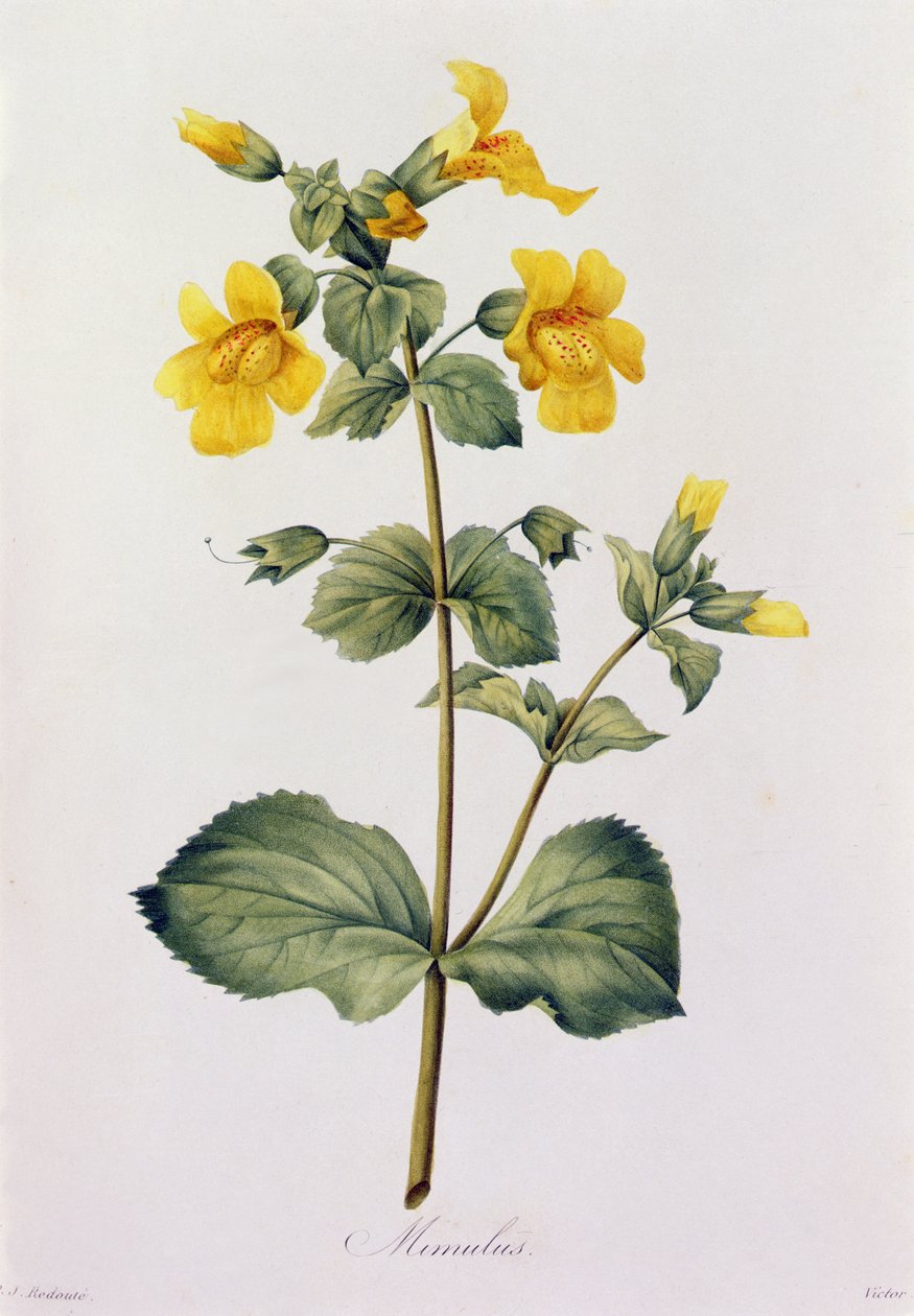 Mimulus (farvet gravering) af Pierre Joseph Redouté