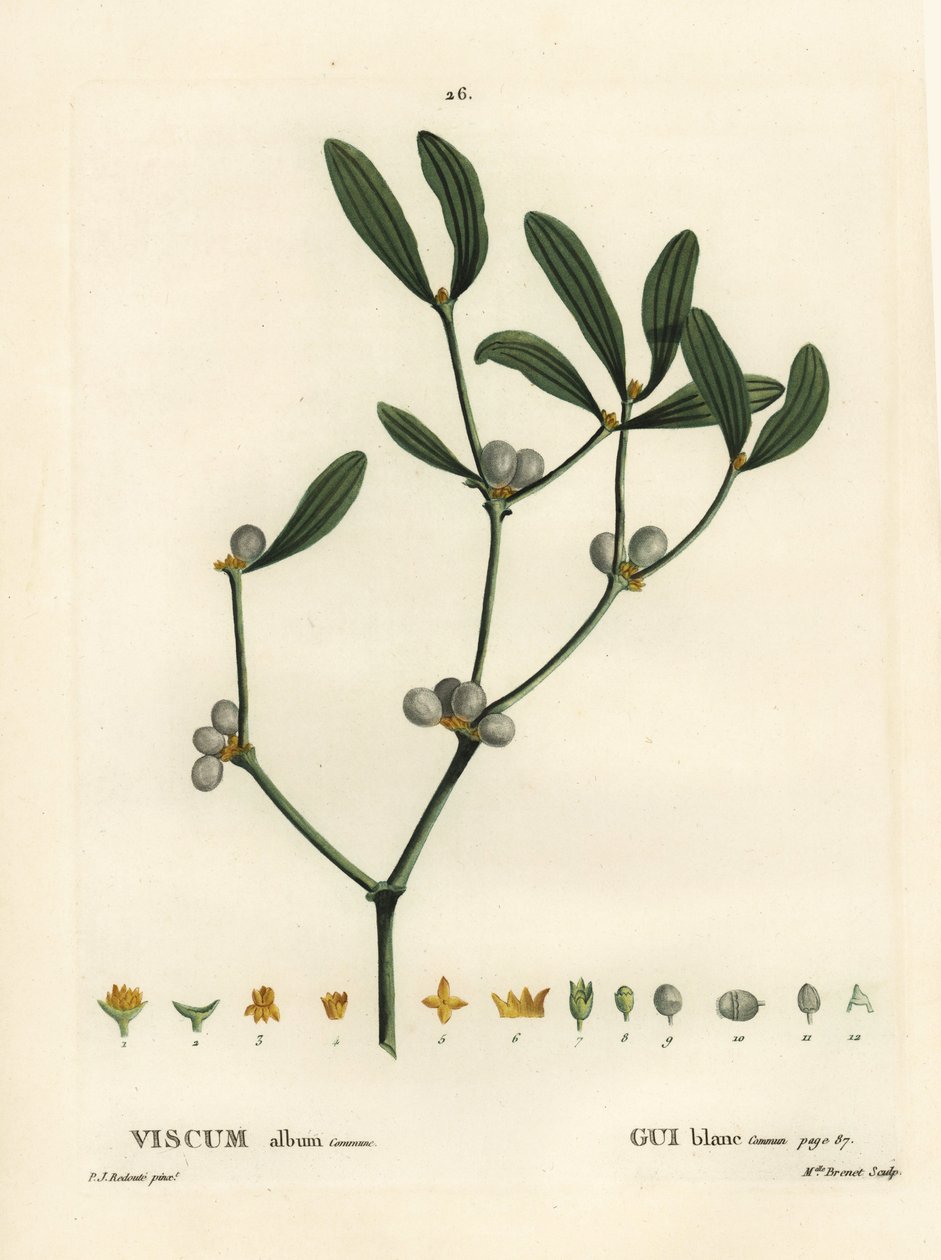 Mistelten, Visum album. Håndfarvet stipplegravering af Miss Brenet efter en illustration af Pierre-Joseph Redoute fra Henri Louis Duhamel du Moncels Treat des Arbres et Shrustes, Paris af Pierre Joseph Redouté