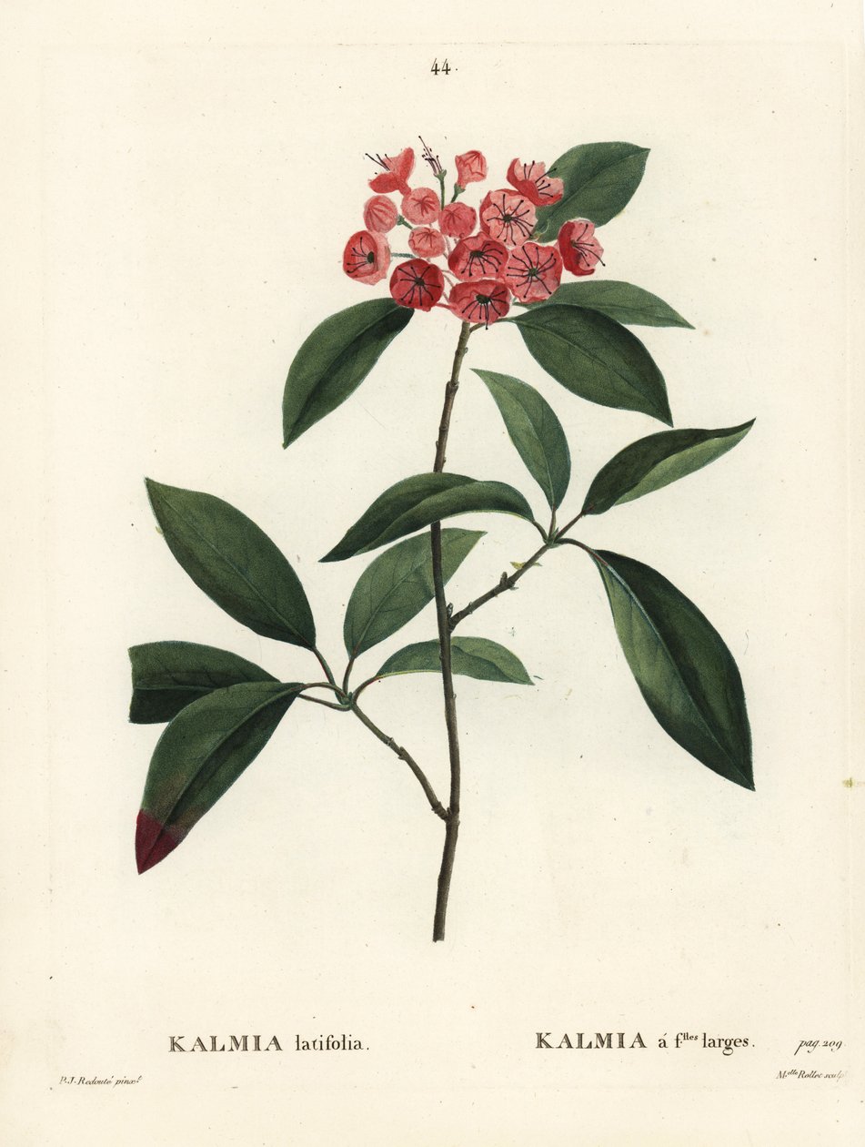 Bjerg laurbær- eller calicobusk, Kalmia latifolia. Håndfarvet prikkegravering af Miss Rollet efter en illustration af Pierre-Joseph Redoute fra Henri Louis Duhamel du Moncels Treat des Arbres et Shrustes, Paris af Pierre Joseph Redouté