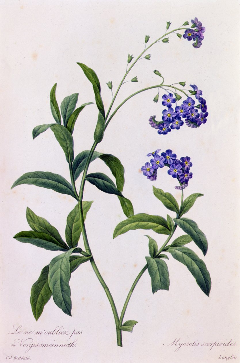 Myosotis Scorpiodes (farvet indgravering) af Pierre Joseph Redouté