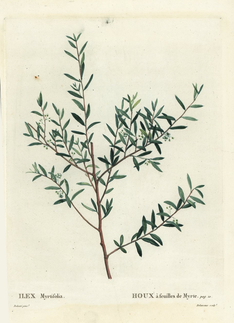 Myrtekristtorn eller myrte dahoon, Ilex myrtifolia. Håndfarvet stipple-gravering af Delaneaux efter en illustration af Pierre-Joseph Redoute fra Henri Louis Duhamel du Moncels Treat des Arbres et Shrustes, Paris af Pierre Joseph Redouté