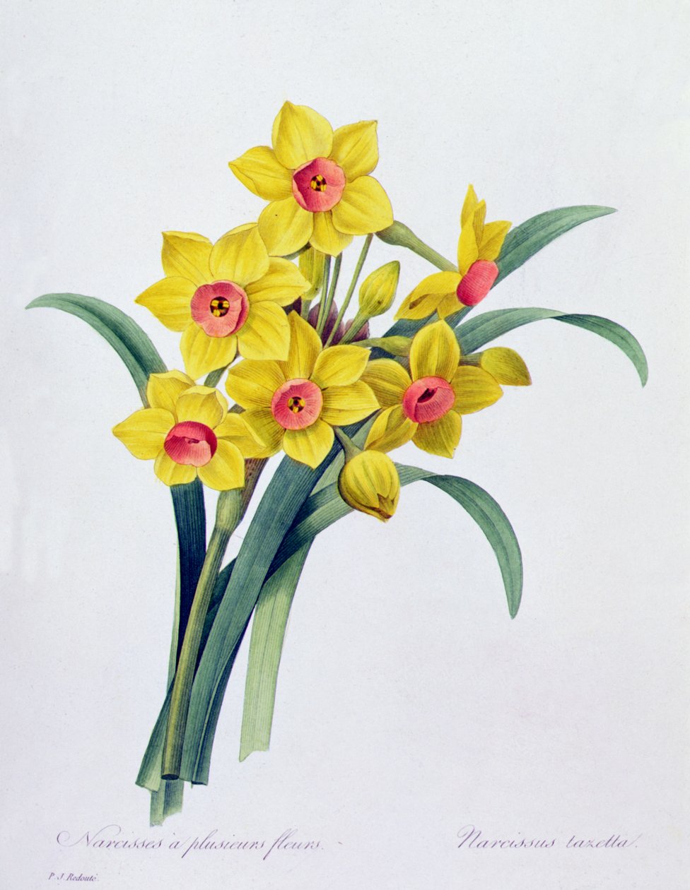 Narcissus Tazetta (farvet gravering) af Pierre Joseph Redouté