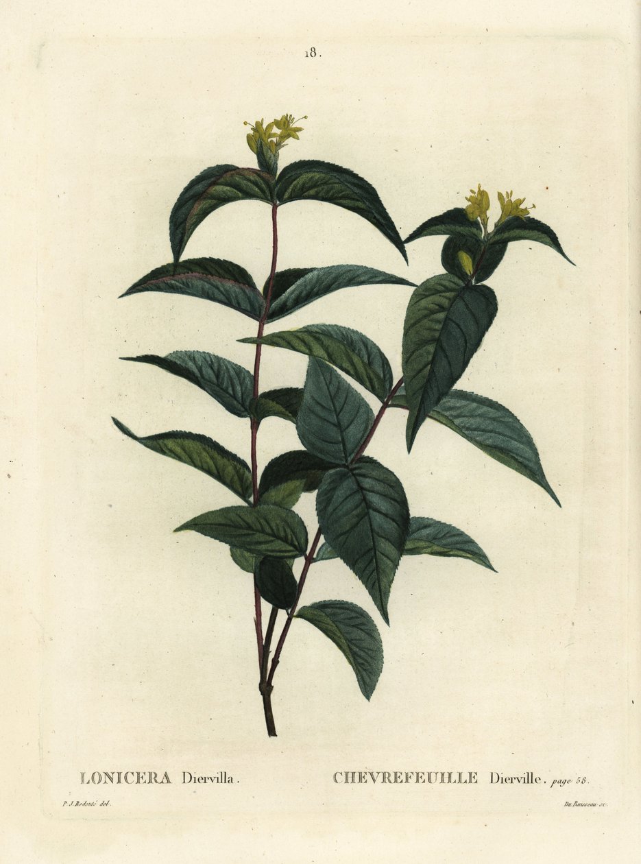 Nordlig buskkaprifolier, Diervilla lonicera (Lonicera diervilla). Håndfarvet stipplegravering af Du Ruisseau efter en illustration af Pierre-Joseph Redoute fra Henri Louis Duhamel du Moncels Treat des Arbres et Shrustes, Paris af Pierre Joseph Redouté