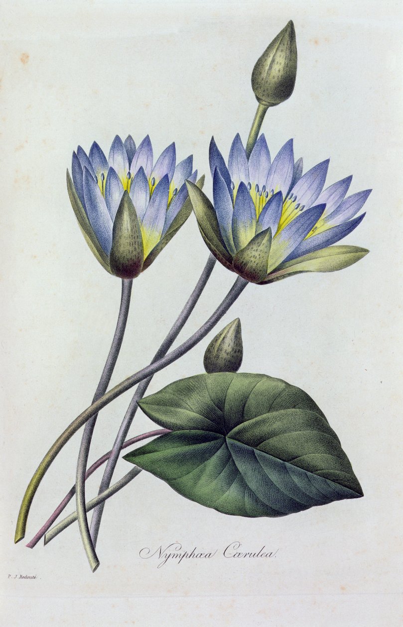 Nymphea Caerulea (farvet gravering) af Pierre Joseph Redouté