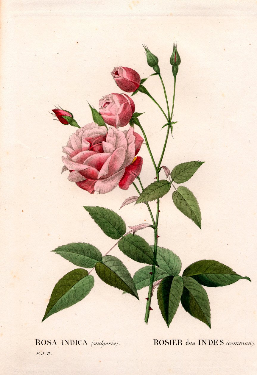 Gammel blush rose, Rosa chinensis, indisk rose almindelig. Håndfarvet stiplet kobberstik fra Pierre Joseph Redoutes "" Les Roses,"" Paris af Pierre Joseph Redouté