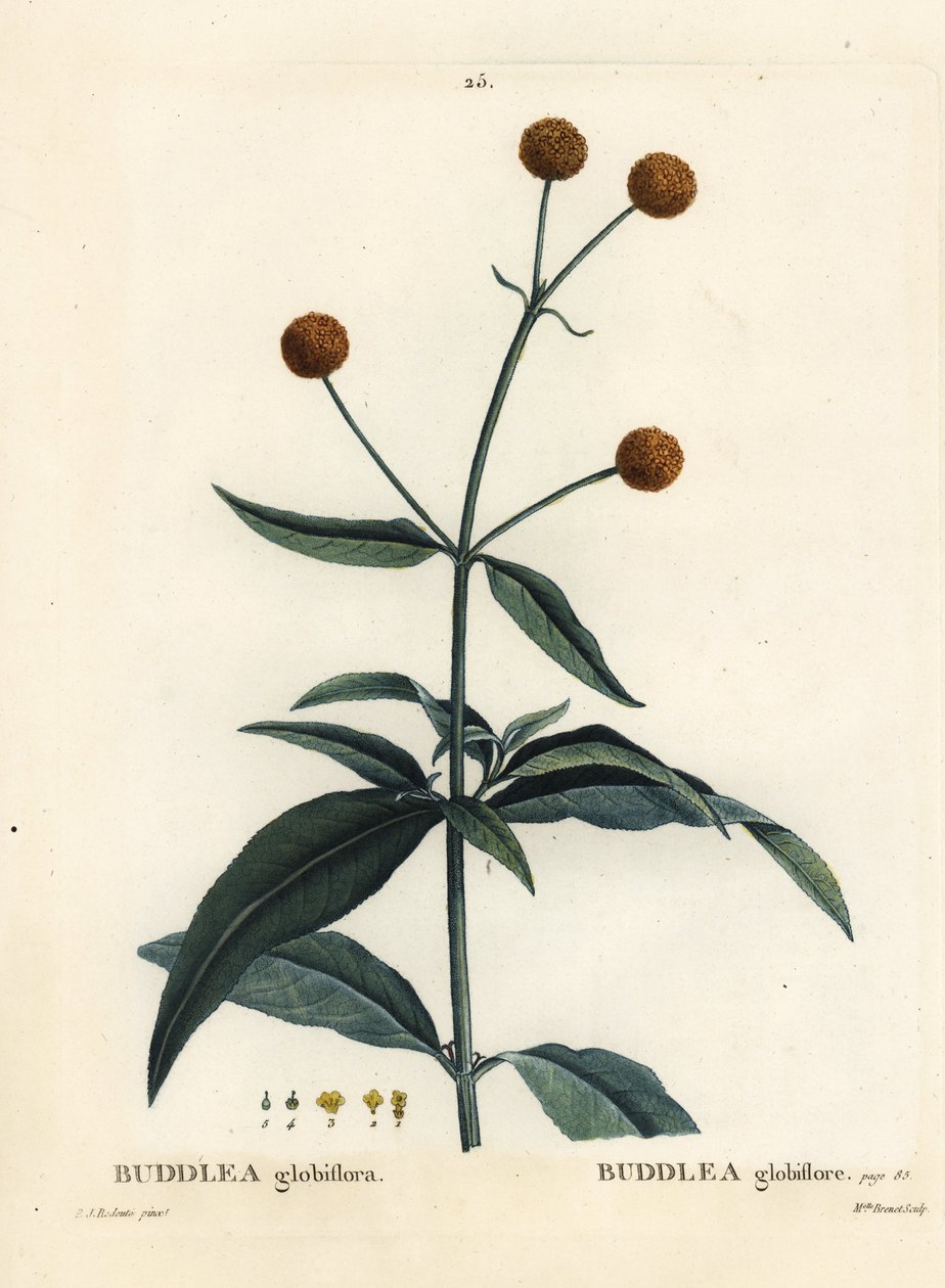Orangekugletræ eller orangekuglebuddleja, Buddleja globosa (Buddlea globiflora). Håndfarvet stipplegravering af Miss Brenet efter en illustration af Pierre-Joseph Redoute fra Henri Louis Duhamel du Moncels Treat des Arbres et Shrustes, Paris af Pierre Joseph Redouté