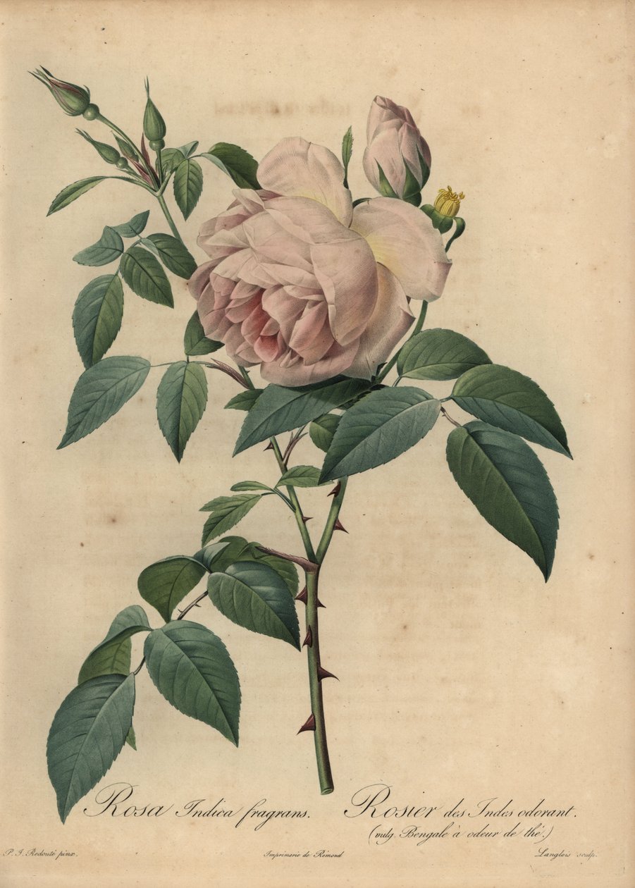 Lysrosa te-duftende rose, Rosa odorata af Pierre Joseph Redouté