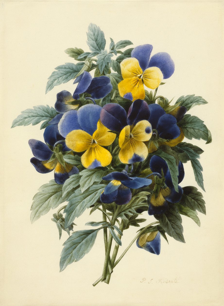 Stedmoderblomster (farvet gravering) af Pierre Joseph Redouté
