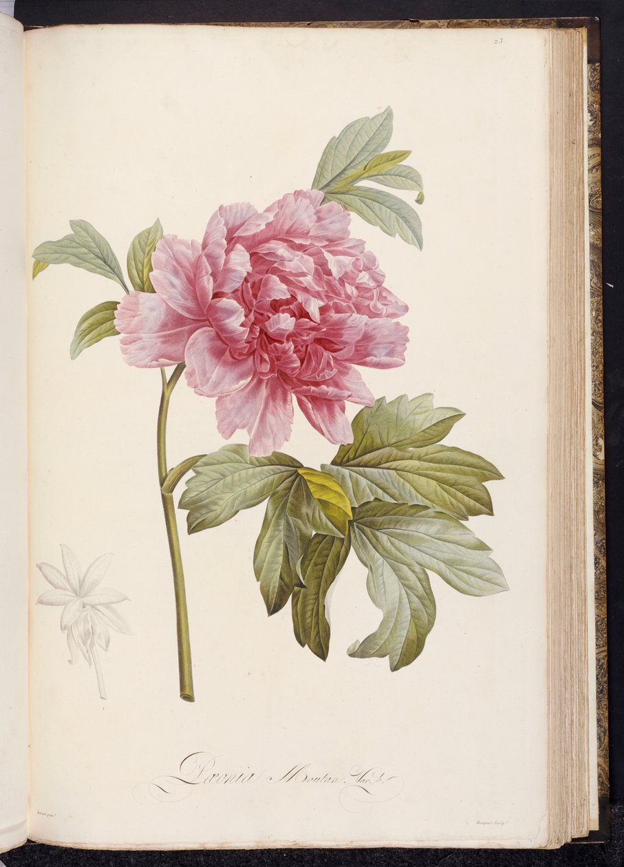 Pæon, fra "Beskrivelse af sjældne og dyrkede planter ved Malmaison og Navarre" af Aime Bonpland, 1812-14 af Pierre Joseph Redouté
