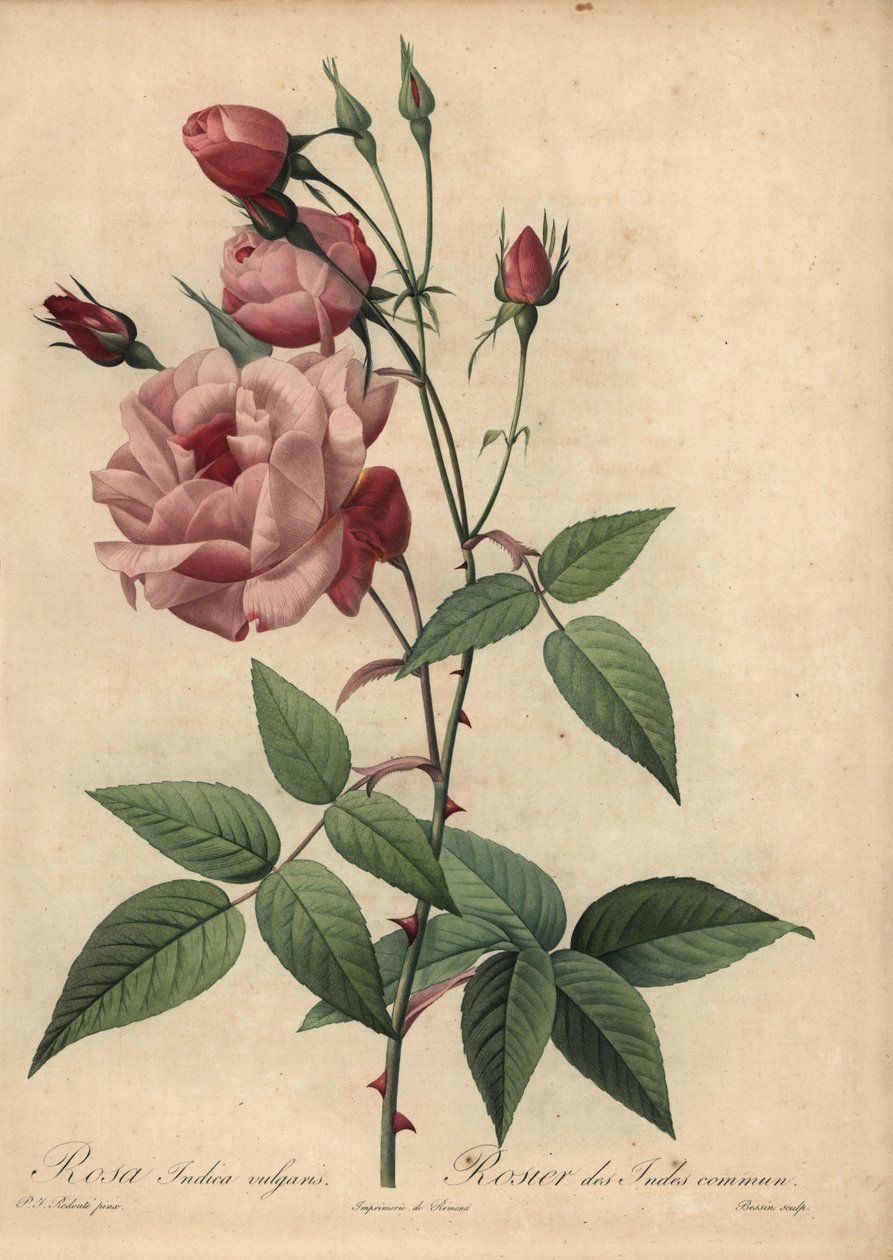 Pink Kina rose, Rosa chinensis af Pierre Joseph Redouté