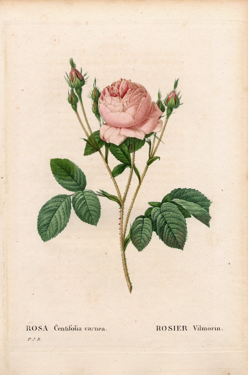 Pink Vilmorin, Rosa centifolia Vilmorin. Håndfarvet stiplet kobberstik fra Pierre Joseph Redoutes "" Les Roses,"" Paris af Pierre Joseph Redouté