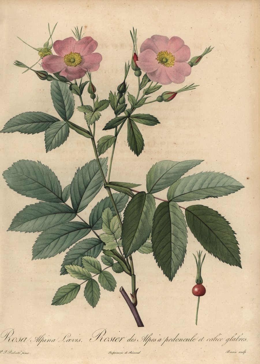 Lyserød alperose, Rosa pendulina af Pierre Joseph Redouté