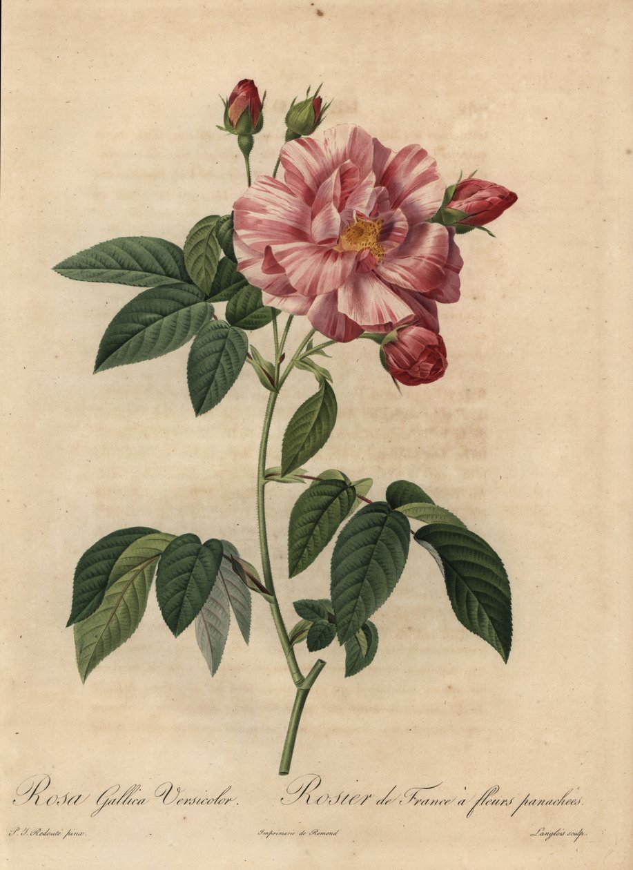 Pink og hvid gallisk rose eller fransk rose, Rosa gallica af Pierre Joseph Redouté