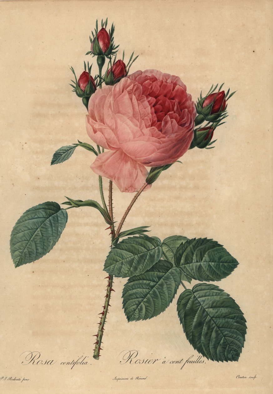 Rosa kålrose eller Provence rose, Rosa centifolia af Pierre Joseph Redouté