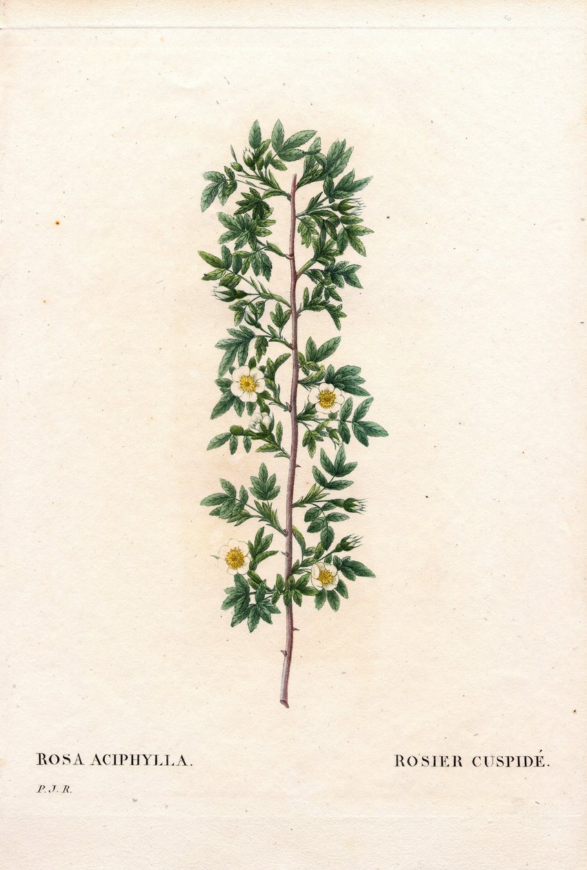 Pink kuspidat, Rosa canina sort. Cuspid rose, Rosa aciphylla. Håndfarvet stiplet kobberstik fra Pierre Joseph Redoutes "" Les Roses,"" Paris af Pierre Joseph Redouté