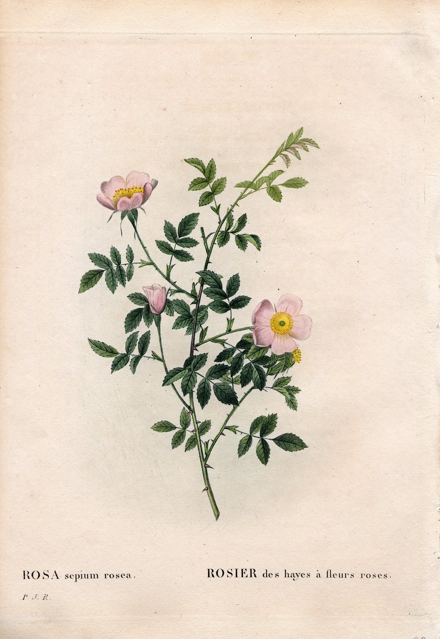 Pink hækrose, Rosa aggrestis sort, Rose af hø med lyserøde blomster. Håndfarvet stiplet kobberstik fra Pierre Joseph Redoutes "" Les Roses,"" Paris af Pierre Joseph Redouté
