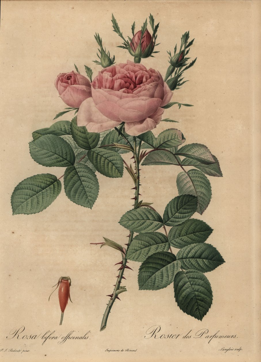 Pink hybrid rose, Rosa bifera af Pierre Joseph Redouté