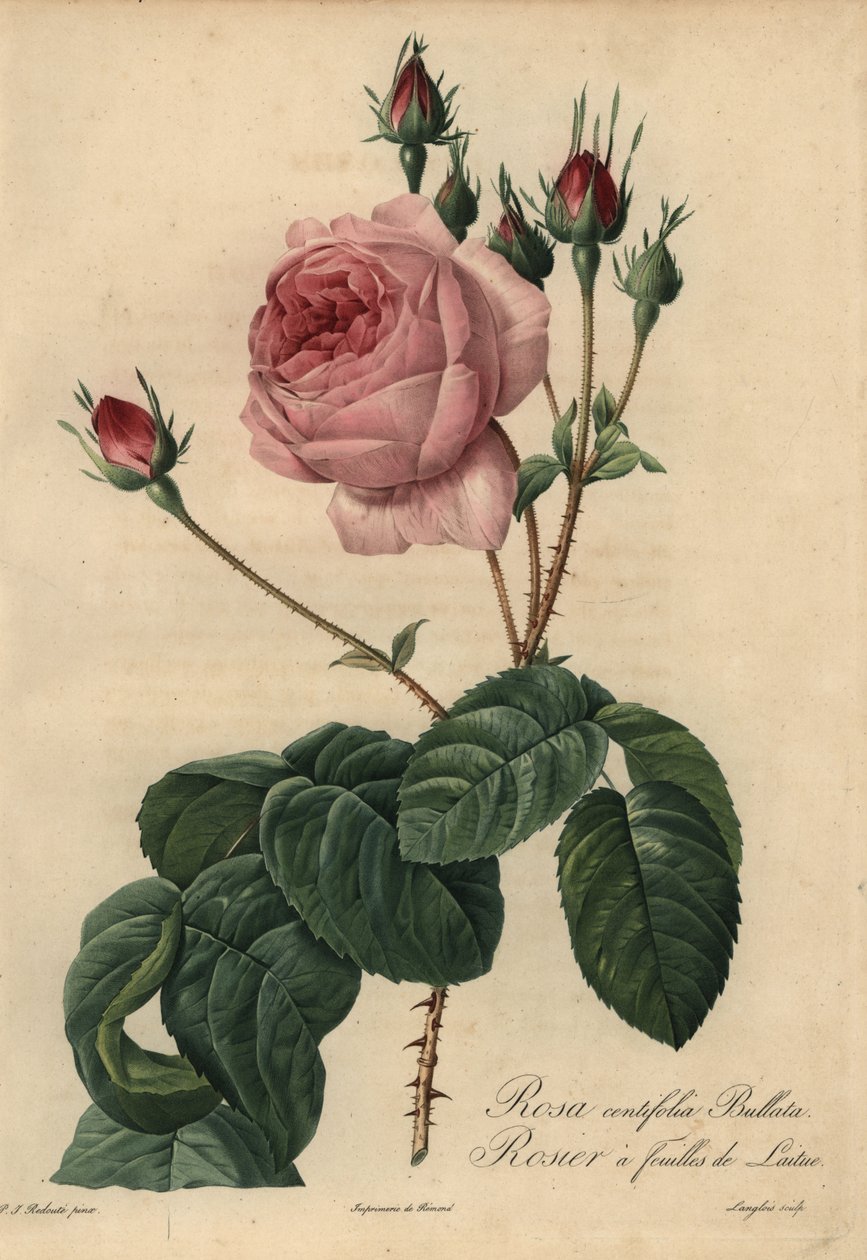 Lyserød salatrose Bullata, Rosa centifolia af Pierre Joseph Redouté