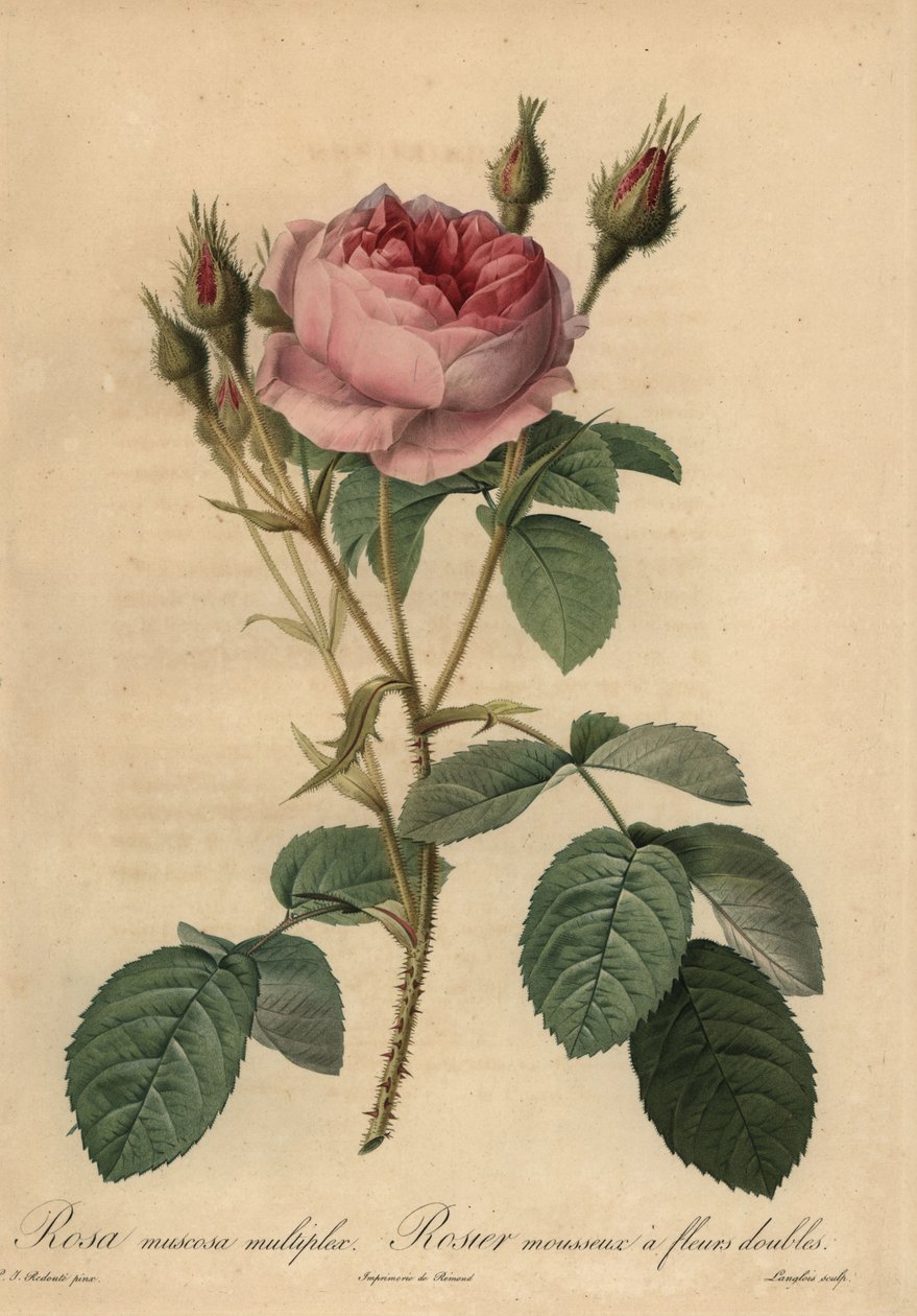 Lyserød mosrose, Rosa centifolia f. muscosa af Pierre Joseph Redouté