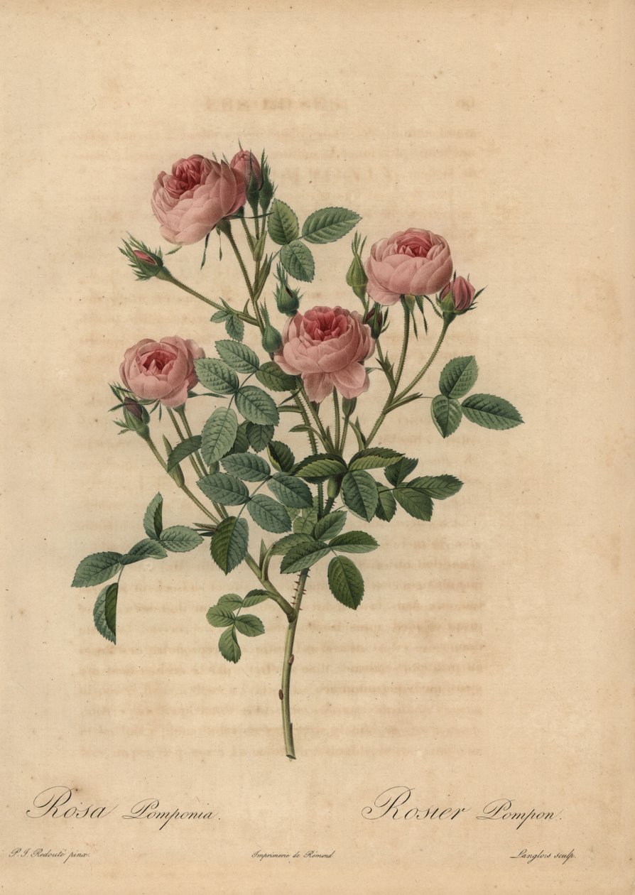 Pink pompon rose, Rosa centifolia af Pierre Joseph Redouté