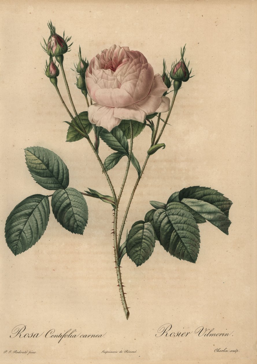 Lyserød rose, Rosa centifolia carnea af Pierre Joseph Redouté