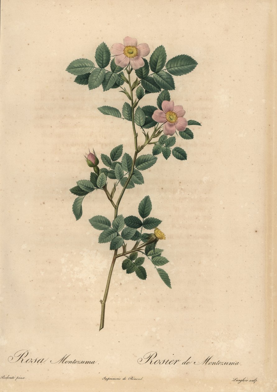 Lyserød rose, Rosa montezuma af Pierre Joseph Redouté