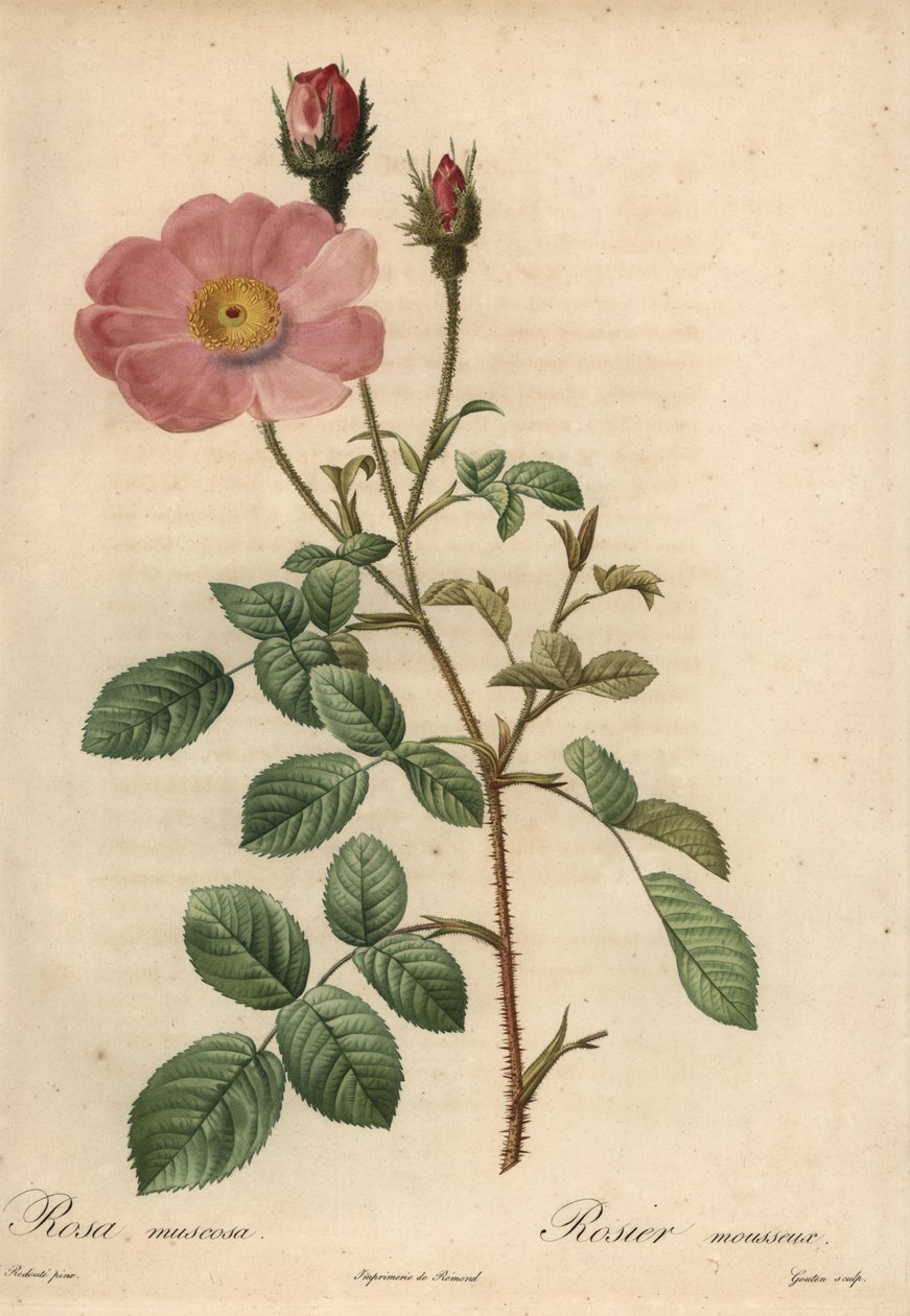 Pink rose, Rosa muscosa af Pierre Joseph Redouté