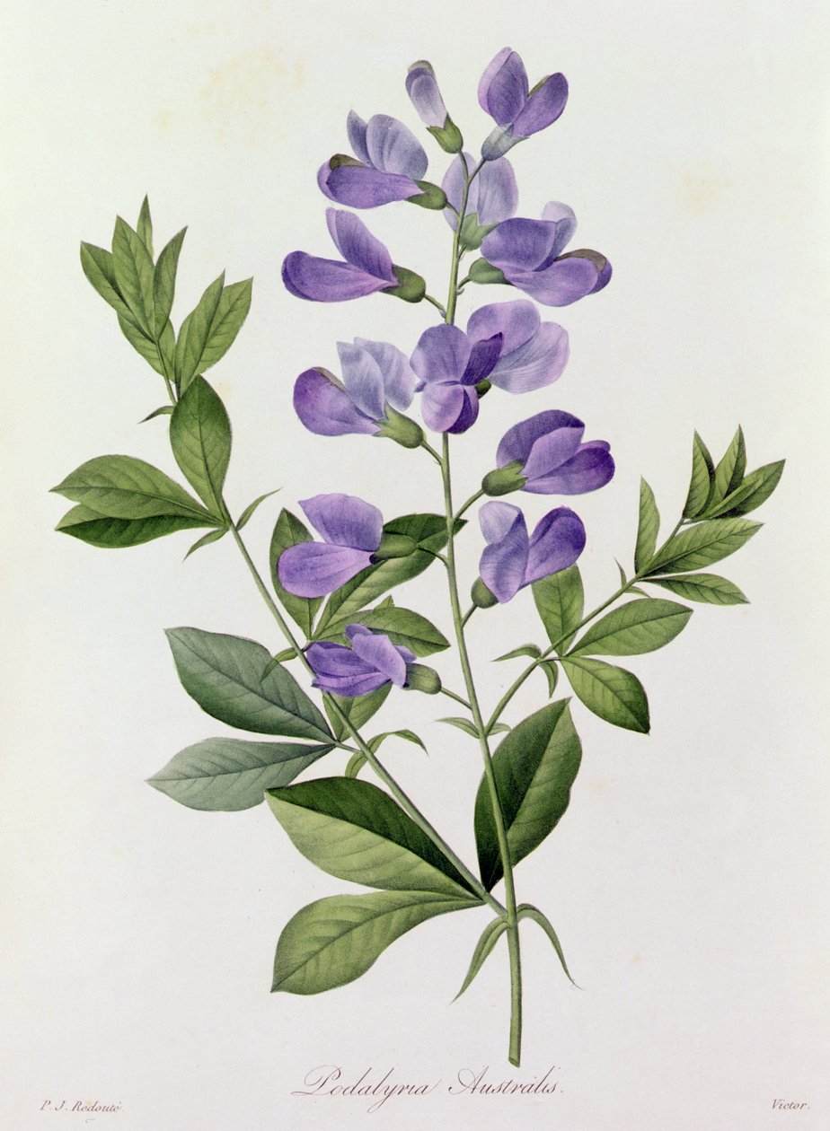 Podalyria Australis (farvet gravering) af Pierre Joseph Redouté