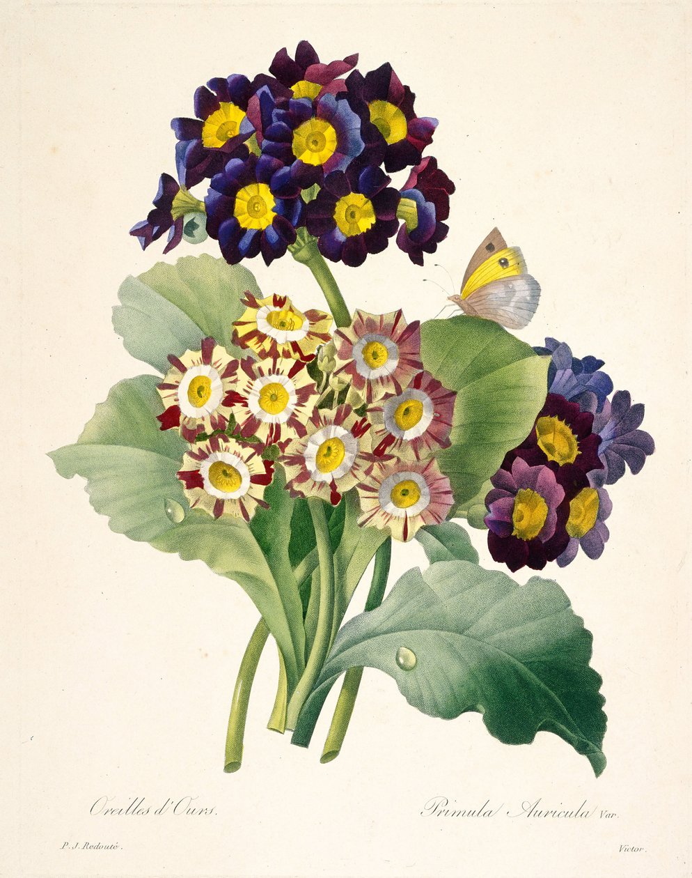 Primula auricula Primroser, 1827. af Pierre-Joseph Redouté