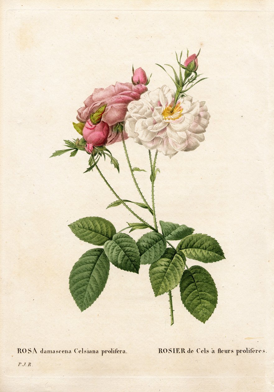 Proliferous Cels rose, Rosa damascena var. incarnata-maxima, Cels Rose har proliferes blomster. Håndfarvet stiplet kobberstik fra Pierre Joseph Redoutes "" Les Roses,"" Paris af Pierre Joseph Redouté