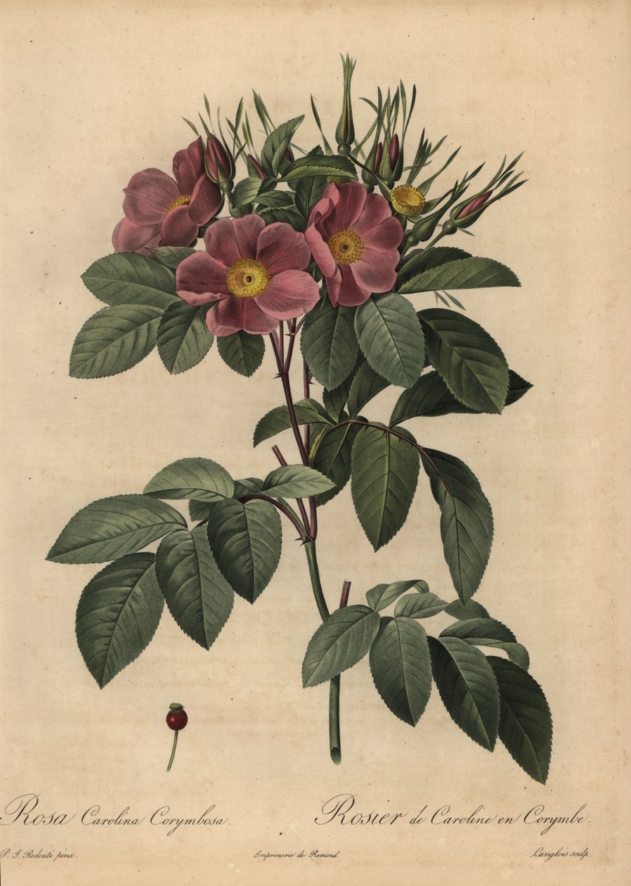Lilla Carolina-rose eller græsrose, Rosa carolina corymbosa af Pierre Joseph Redouté