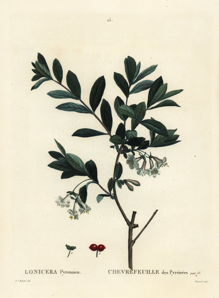 Pyrenæernes kaprifolier, Lonicera pyrenaica. Håndfarvet stipplegravering af Tessaert efter en illustration af Pierre-Joseph Redoute fra Henri Louis Duhamel du Moncels Treat des Trees et Shrustes, Paris af Pierre Joseph Redouté