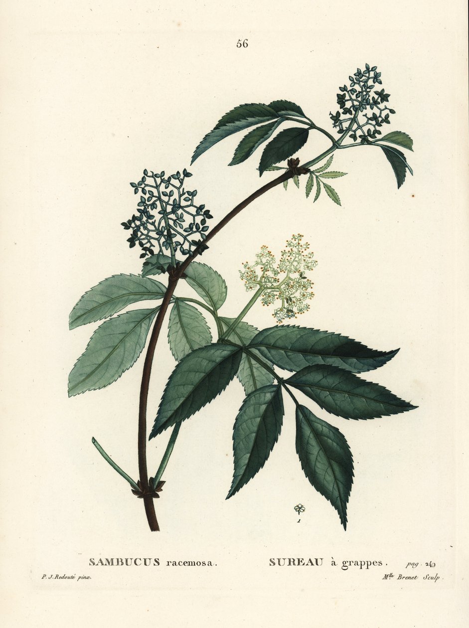 Røde hyldebær eller rødbærhylde, Sambucus racemosa. Håndfarvet stipplegravering af Miss Brenet efter en illustration af Pierre-Joseph Redoute fra Henri Louis Duhamel du Moncels Treat des Arbres et Shrustes, Paris af Pierre Joseph Redouté