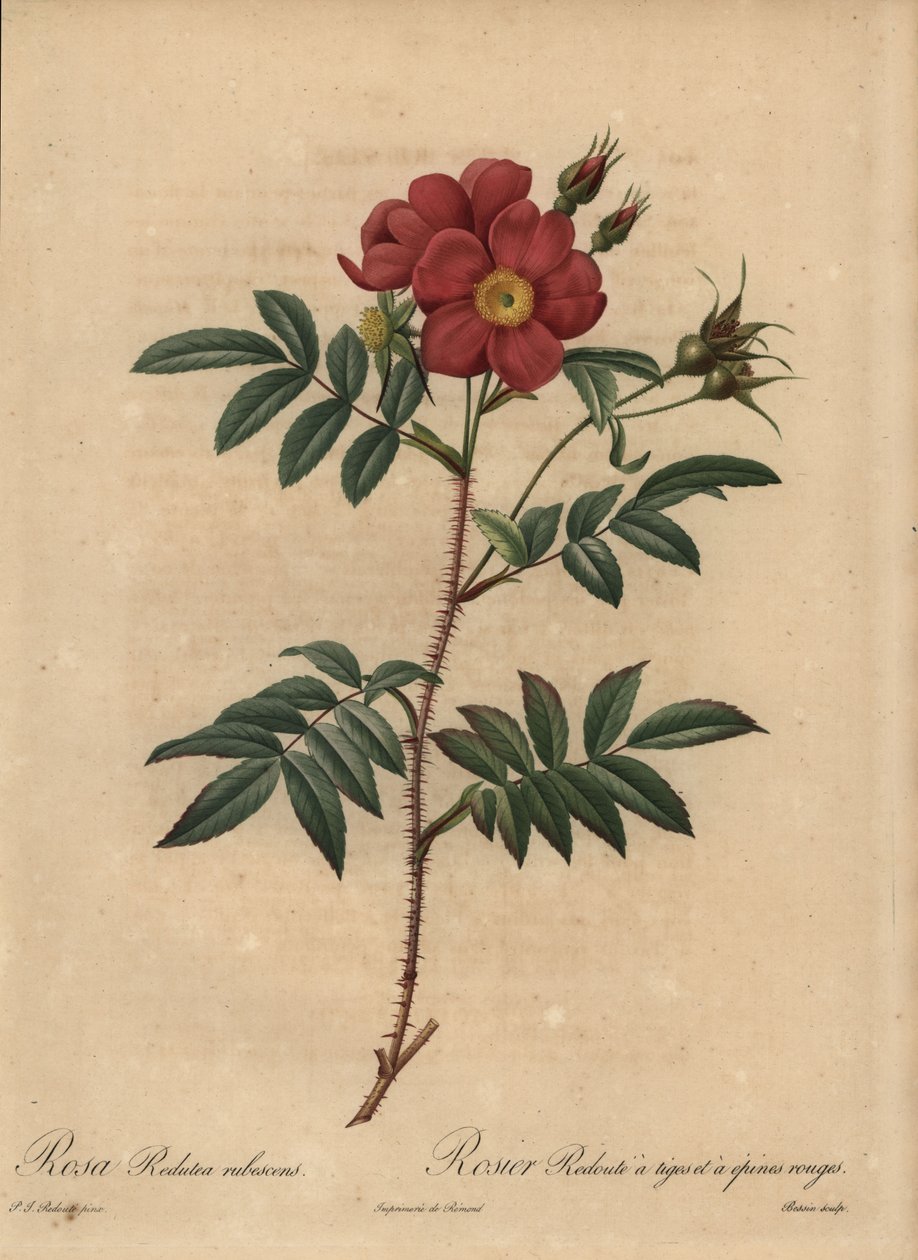 Rød rose, Rosa af Pierre Joseph Redouté