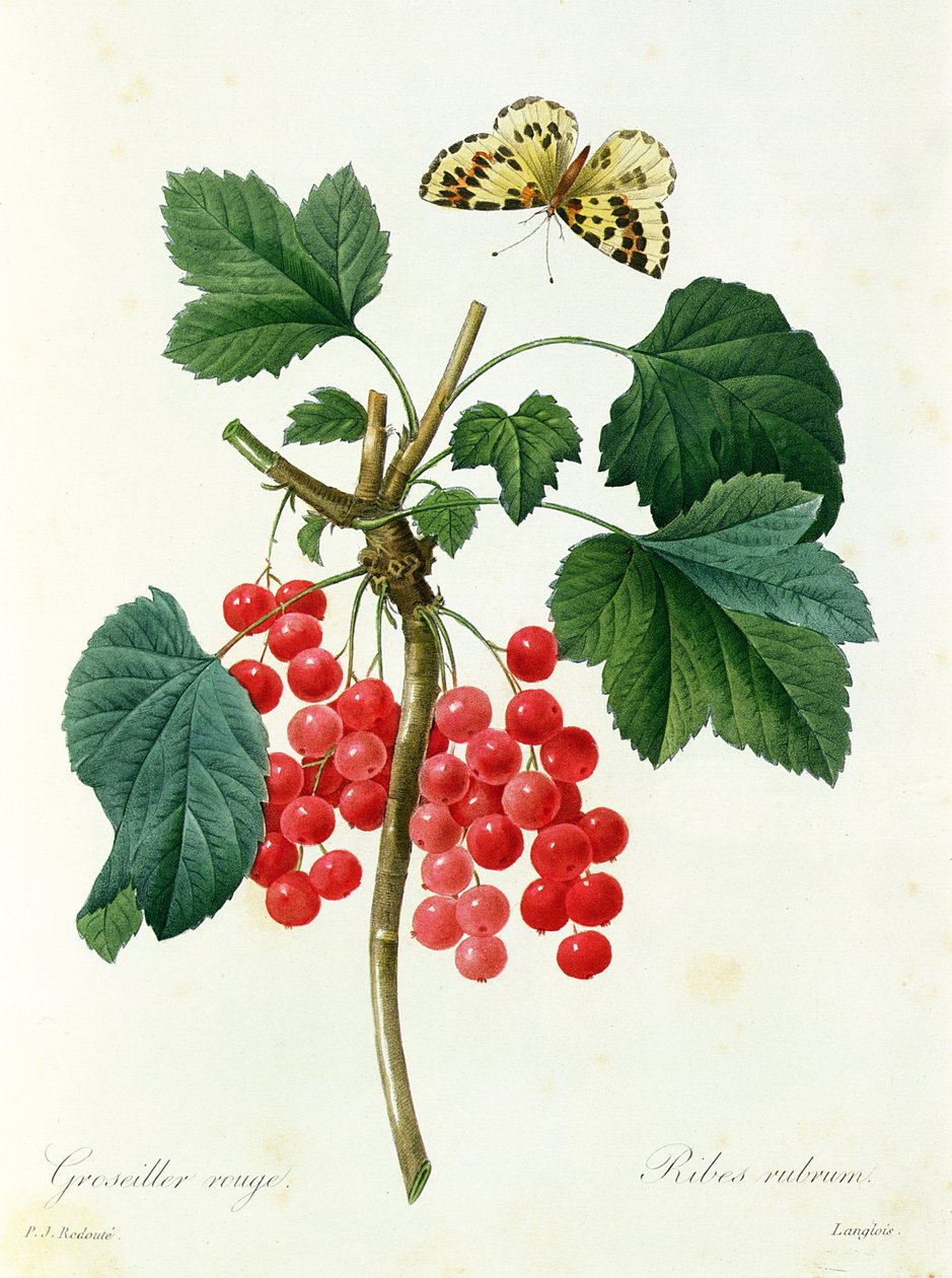 Redcurrants, udgivet af Langois (print) af Pierre Joseph Redouté