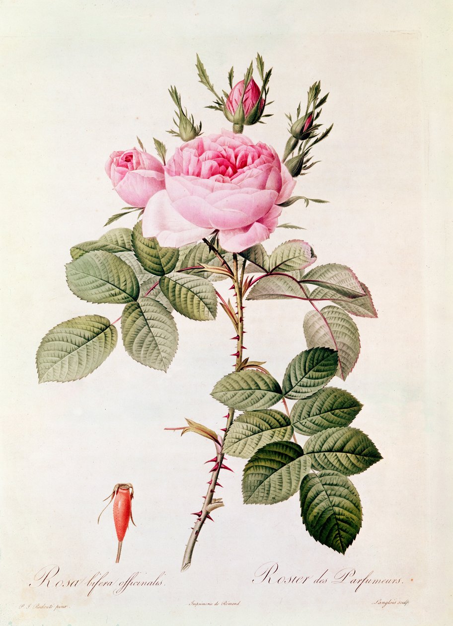Rosa Bifera Officinalis, fra "Les Roses" af Claude Antoine Thory (1757-1827), graveret af Eustache Hyacinthe Langlois (1777-1837) af Pierre Joseph Redouté
