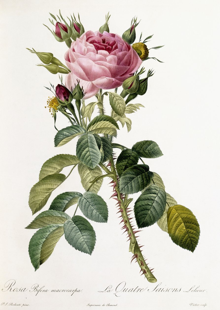 Rosa Bifera macrocarpa, 1817-1824 af Pierre Joseph Redouté