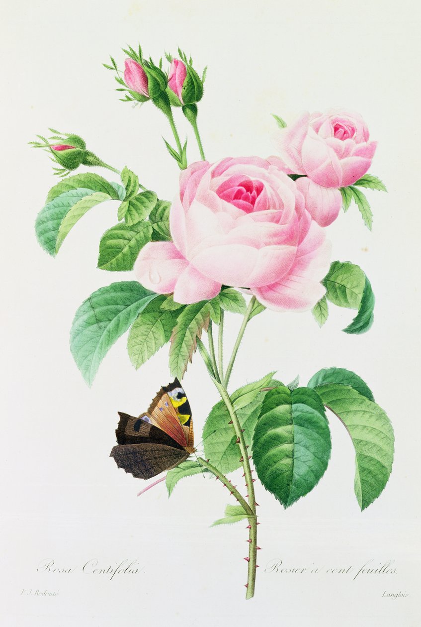 Rosa Centifola (farvet gravering) af Pierre Joseph Redouté