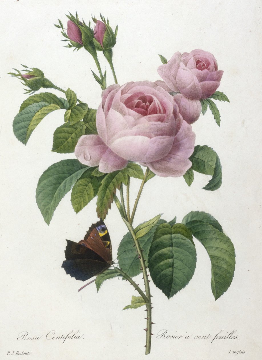 Rosa Centifolia, Rosier a cent-feuilles, fra Choice Of The Most Beautiful Flowers and Most Beautiful Fruits, 1827 (håndfarvet stipple-gravering) af Pierre Joseph Redouté