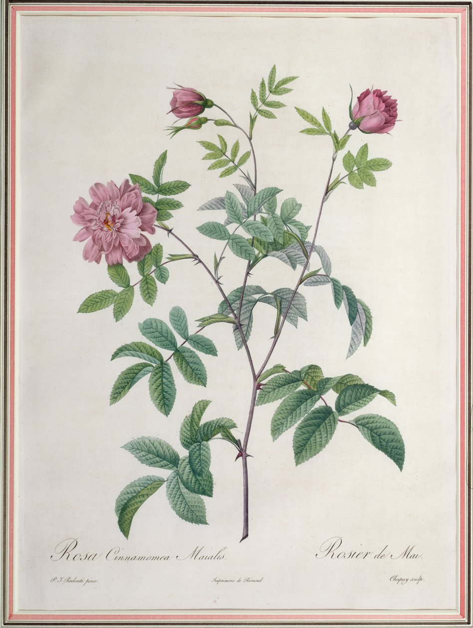 Rosa Cinnamomea Maialis, indgraveret af Chapuy, udgivet af Remond af Pierre Joseph Redouté