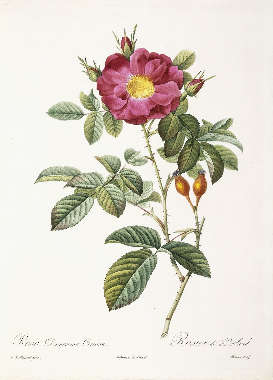 Rosa Damascena Coccina af Pierre Joseph Redouté