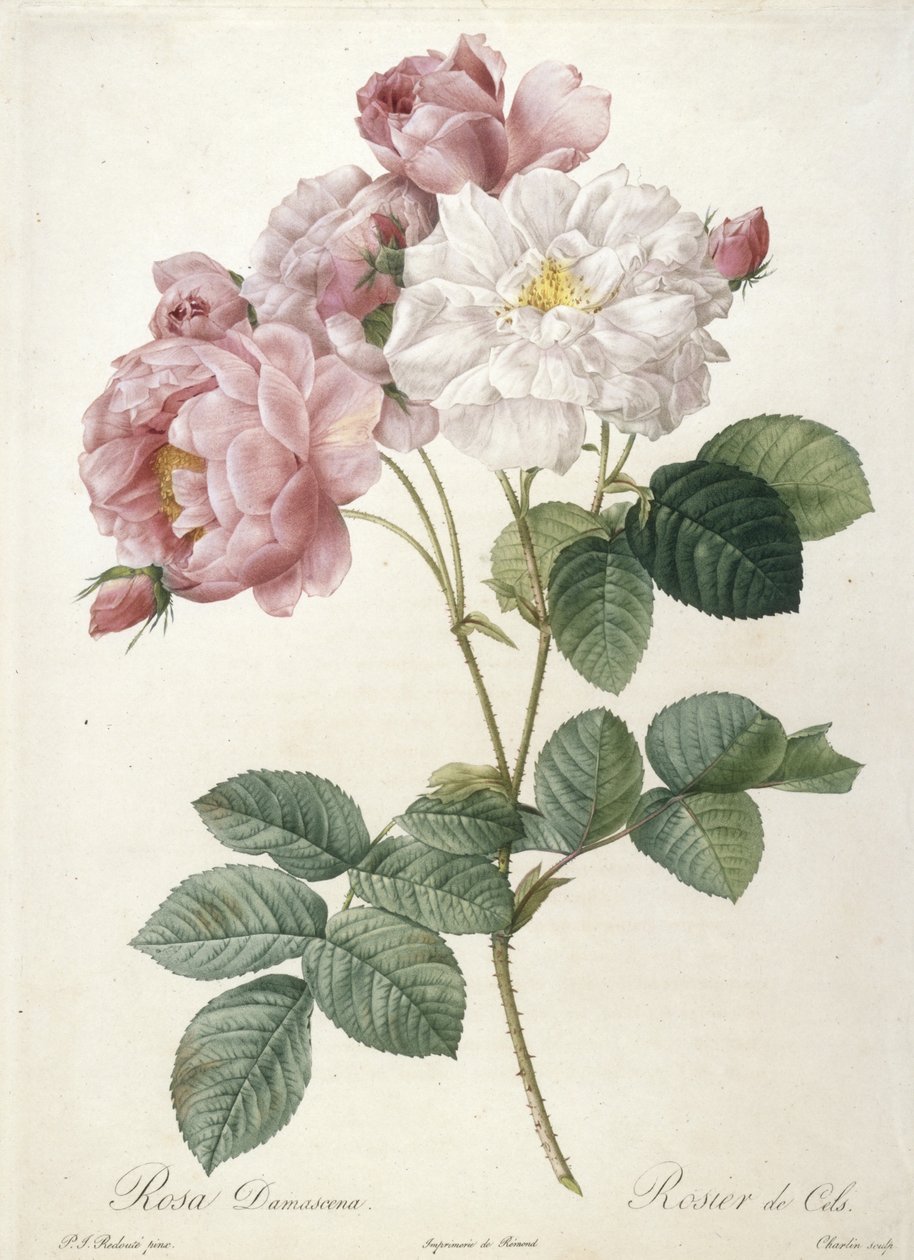 Rosa Damascena, Rosier de Cels, fra Les Roses, 1817-24 (håndfarvet prikkegravering) af Pierre Joseph Redouté