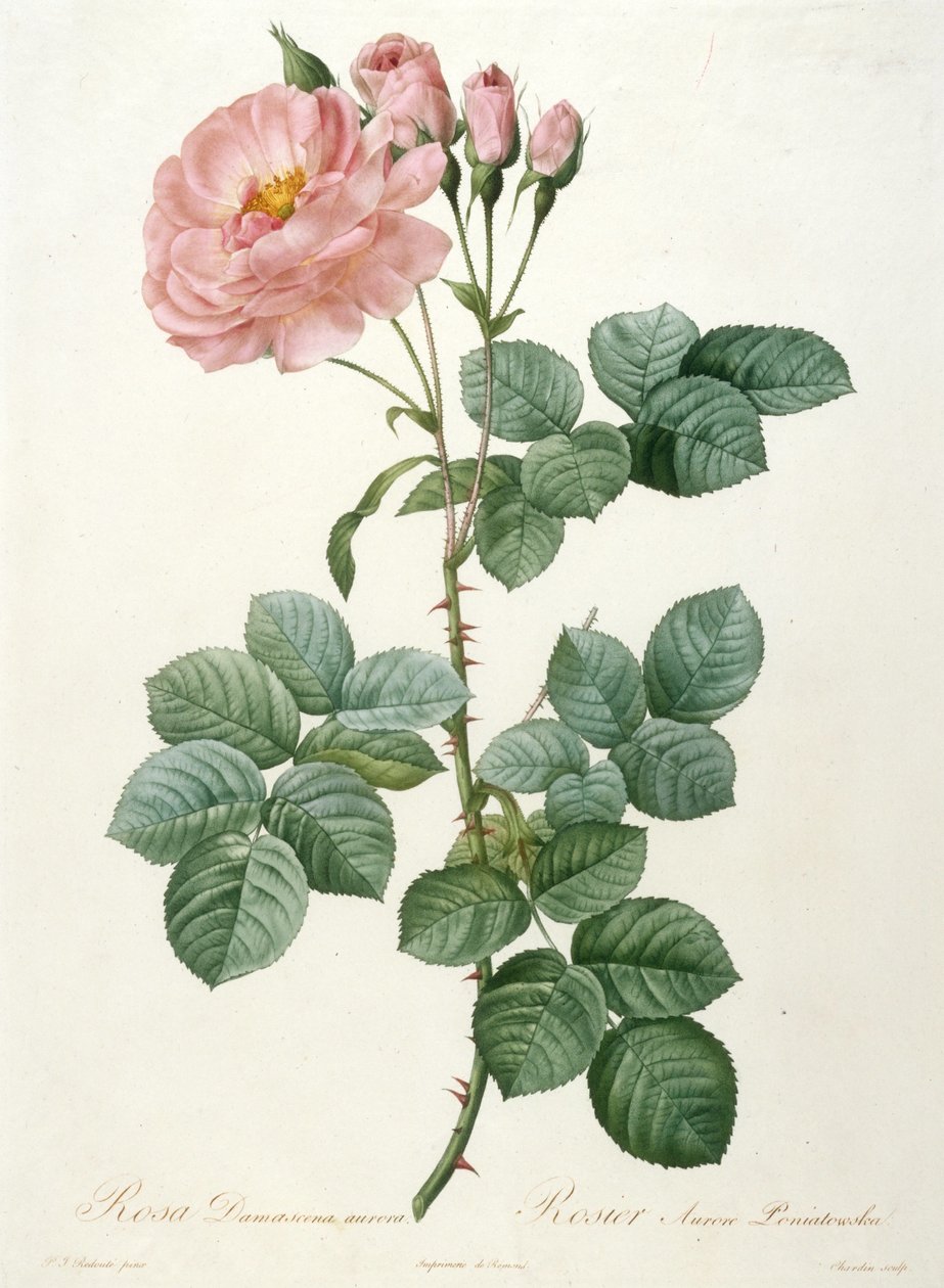 Rosa Damascena aurora, Rosier Aurore Poniatowska Fra La Couronne de roses, 1817-1824. af Pierre Joseph Redouté