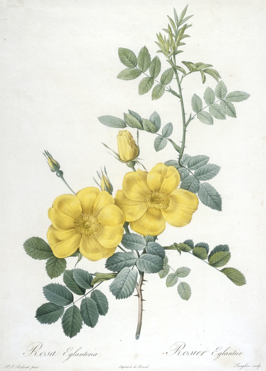 Rosa Eglanteria, Rosier Eglantier, fra Les Roses, 1817-24 (håndfarvet stipple-gravering) af Pierre Joseph Redouté