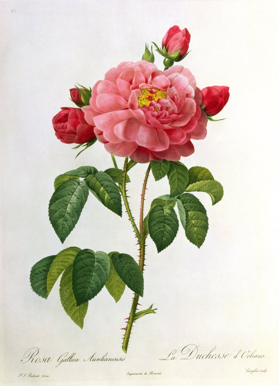 Rosa Gallica Aurelianensis, graveret af Eustache Hyacinthe Langlois (1777-1837) af Pierre Joseph Redouté