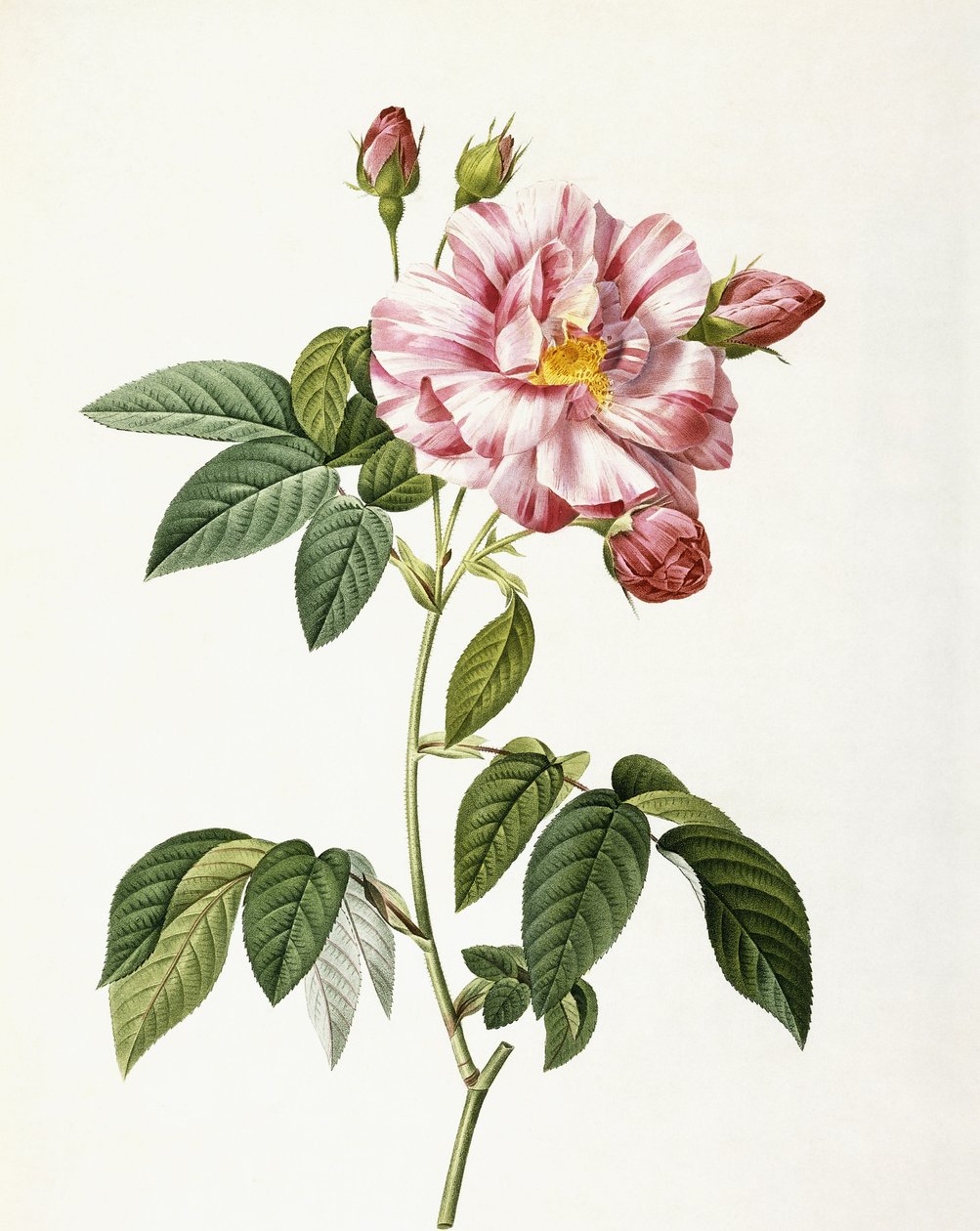 Rose Gallica Versicolor af Pierre Joseph Redouté