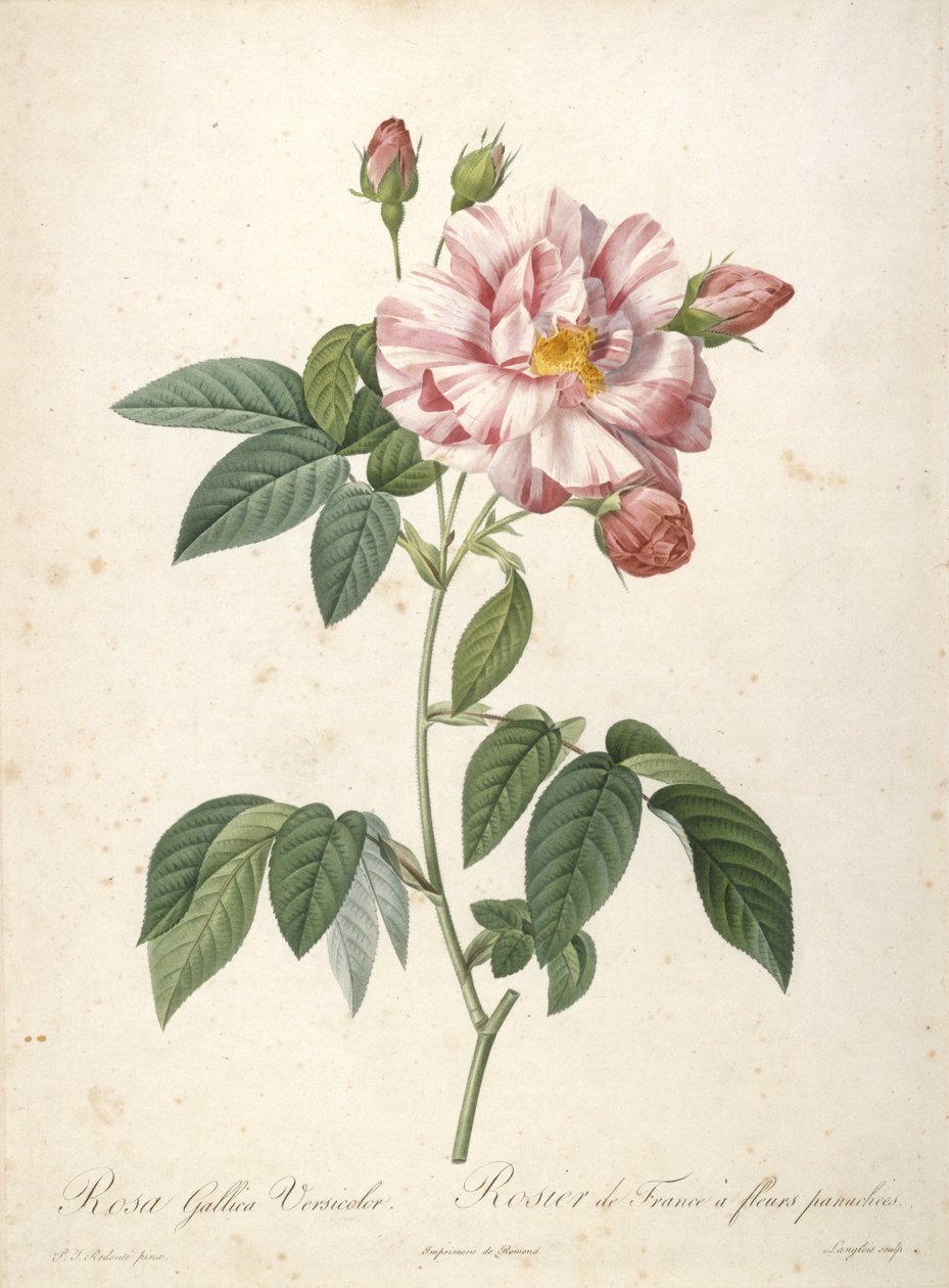 Rosa Gallica Versicolor, Rosier de France a fleurs panachees, fra Les Roses, 1817-24 (håndfarvet stipple gravering) af Pierre Joseph Redouté